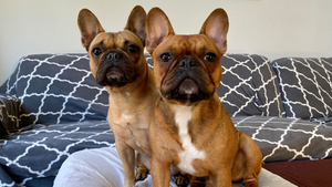 How I Fell in Love With French Bulldogs