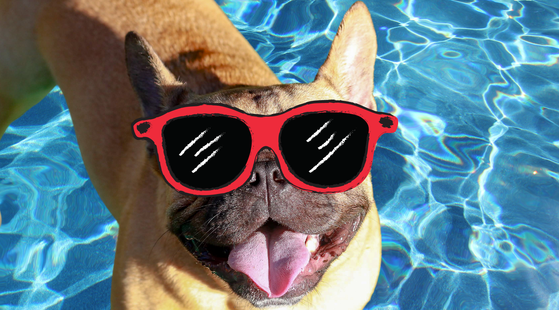 10 WAYS - HOW TO KEEP FRENCH BULLDOGS COOL AND PREVENT OVERHEATING