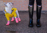 Load image into Gallery viewer, french bulldog raincoat - yellow
