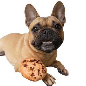 cookie dog toy