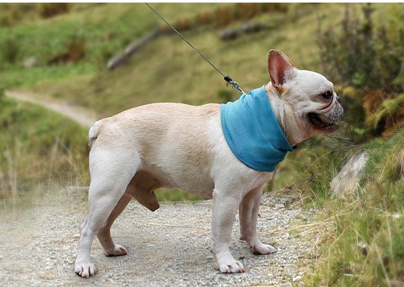 dog cooling bandana - french bulldog