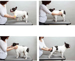Load image into Gallery viewer, french bulldog brush
