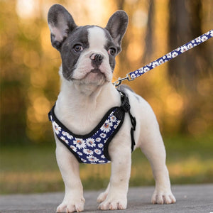 floral dog harness - french bulldog