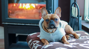 How To Keep Your French Bulldog Warm In The Winter