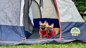 10 Tips for Camping with your French Bulldog
