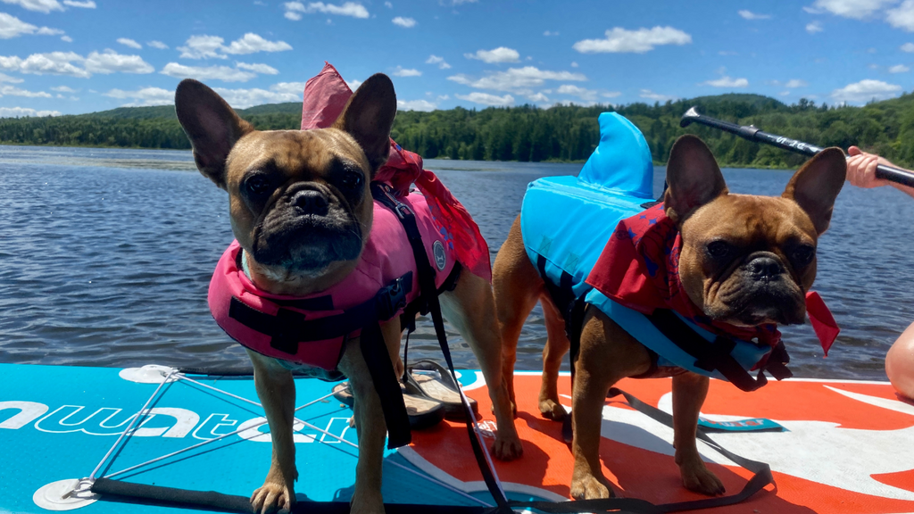 How To Paddle Board With Your Dog In 9 Steps
