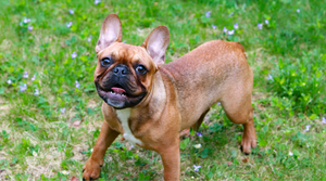 10 BEST TIPS - HOW TO CARE FOR A FRENCH BULLDOG