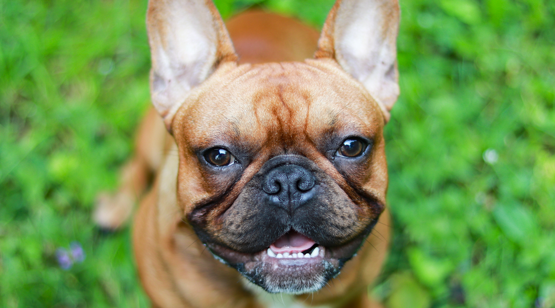 How To Clean French Bulldog Wrinkles And Folds