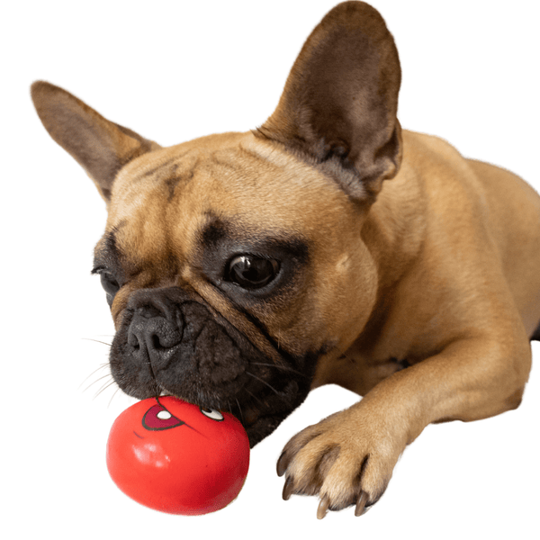best french bulldog products - squeaky ball