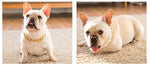 Load image into Gallery viewer, French Bulldog gold chain
