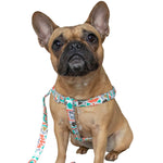 Load image into Gallery viewer, French Bulldog harness

