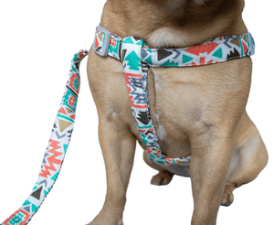French Bulldog harness