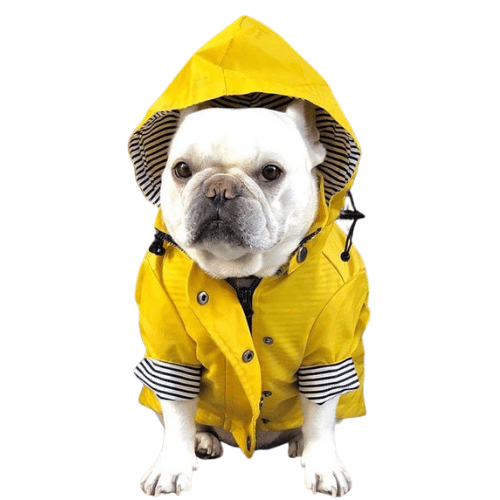 Classic Yellow French Bulldog Raincoat