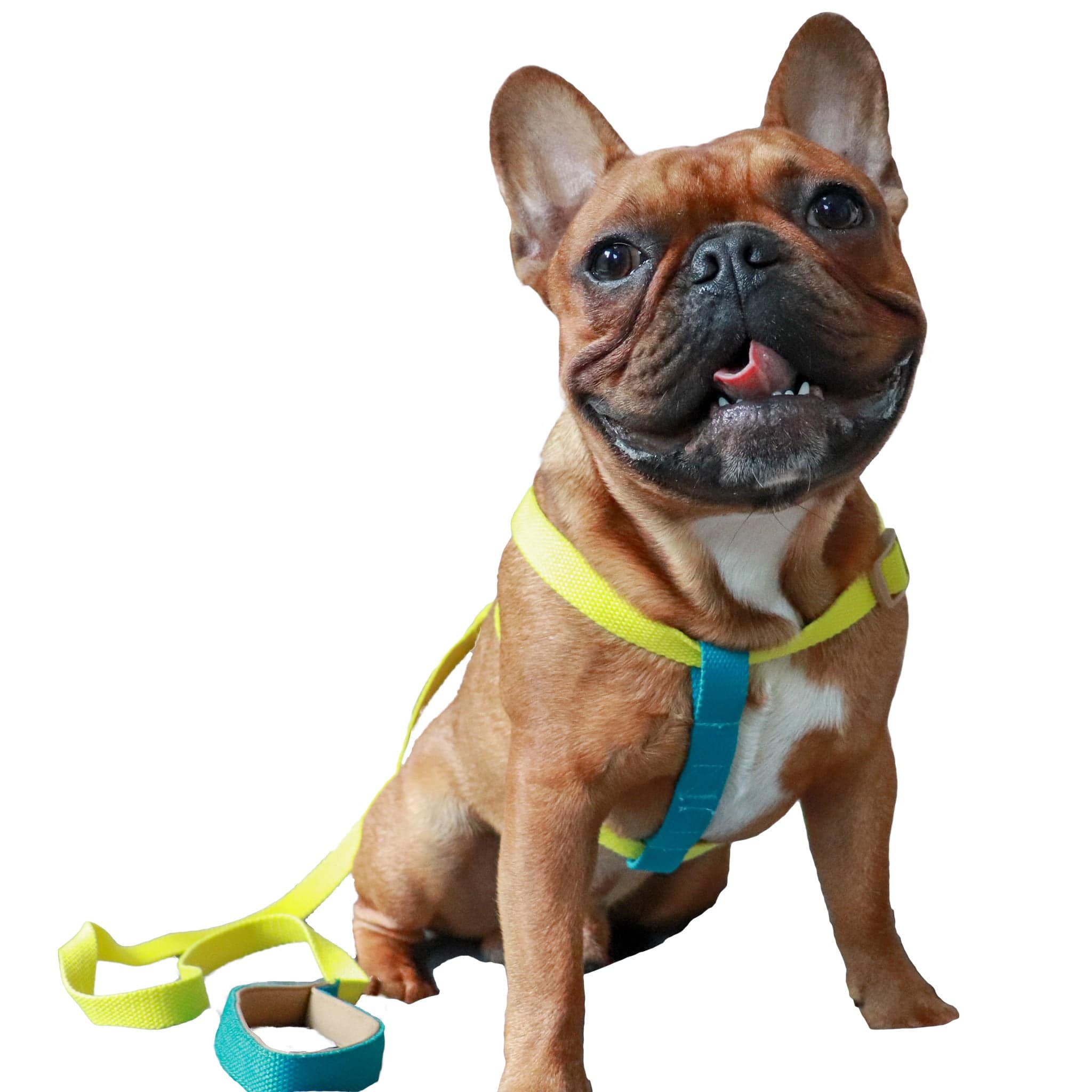Color Combo French Bulldog Harness & Leash Set - Blue & Yellow