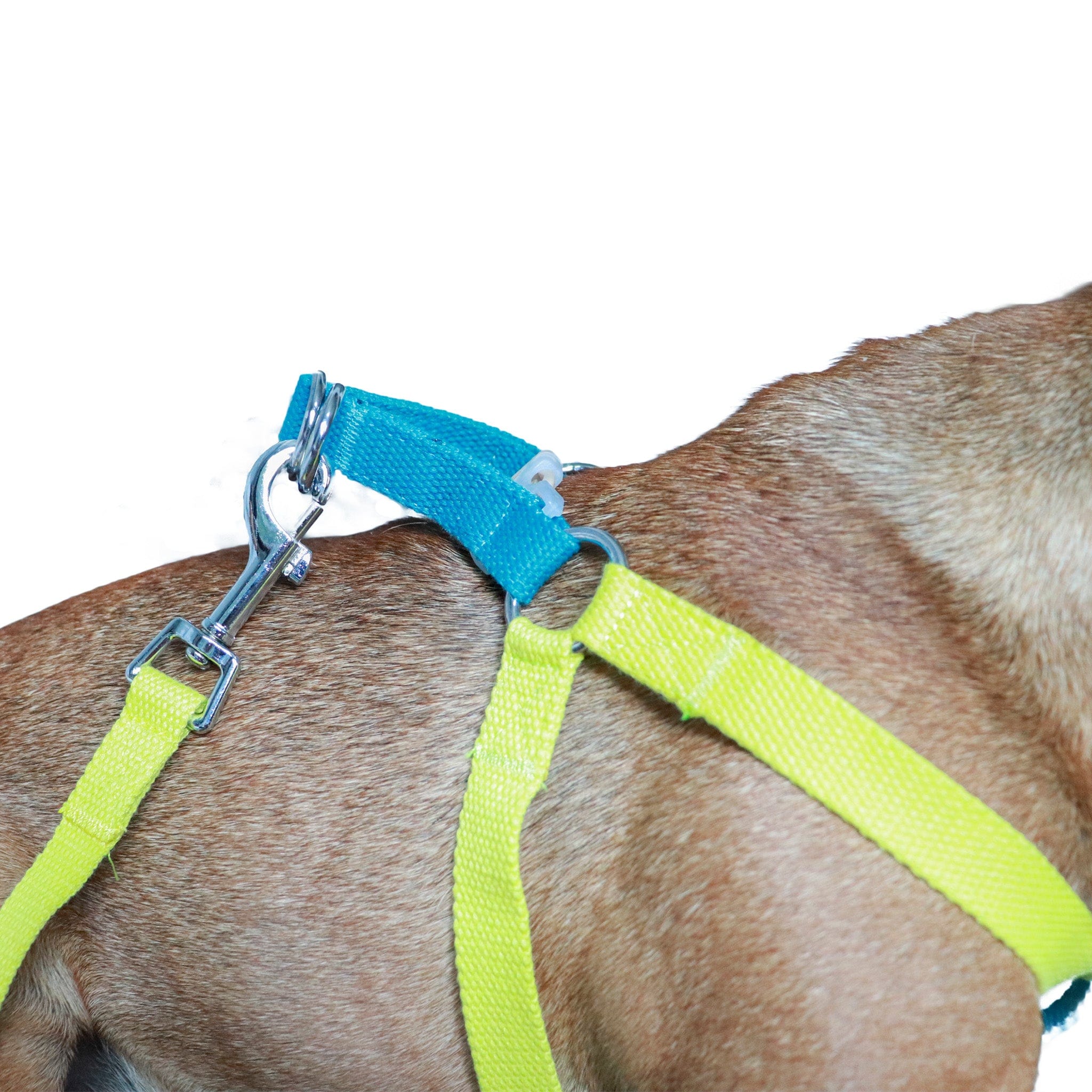 Color Combo French Bulldog Harness & Leash Set - Yellow & Purple