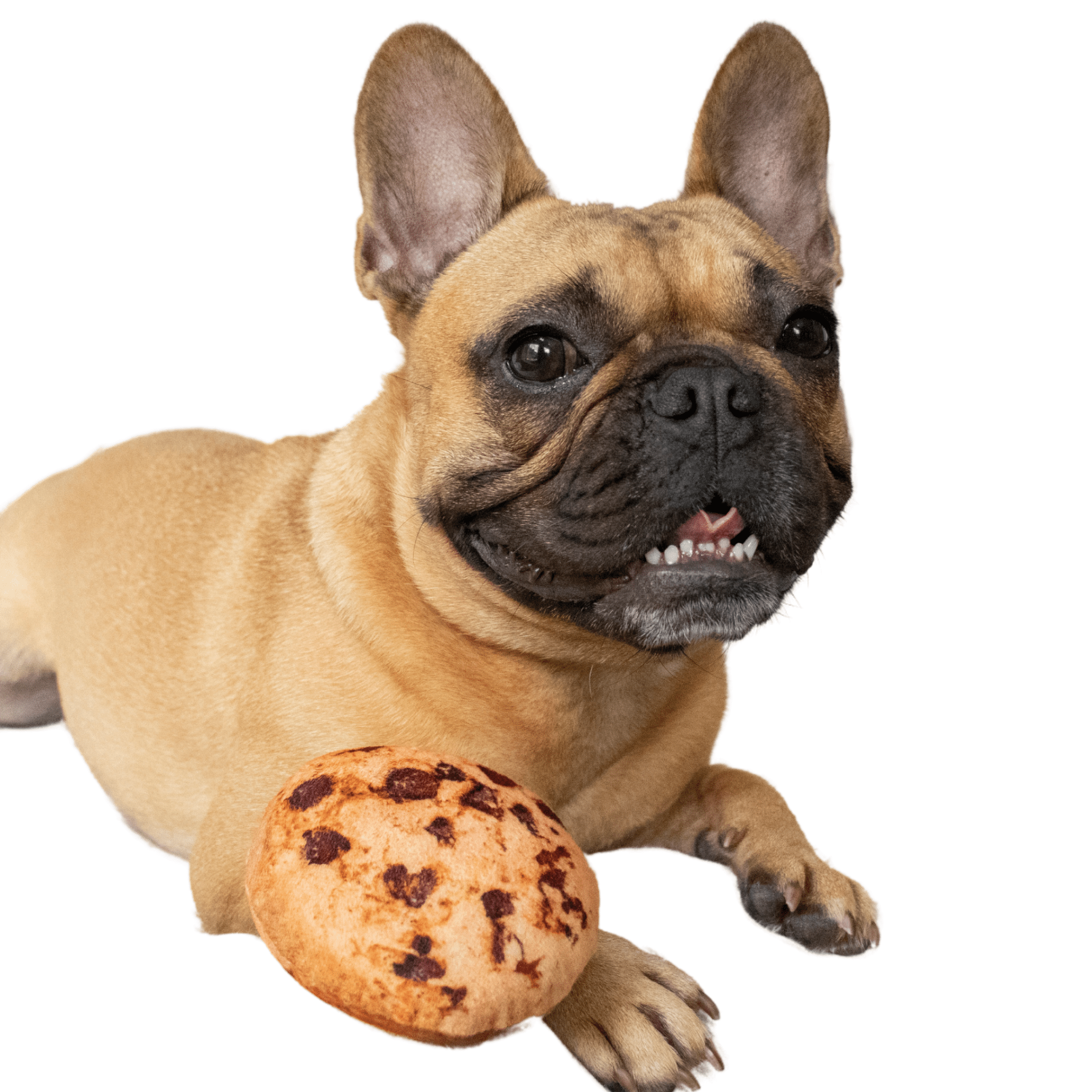 cookie dog toy