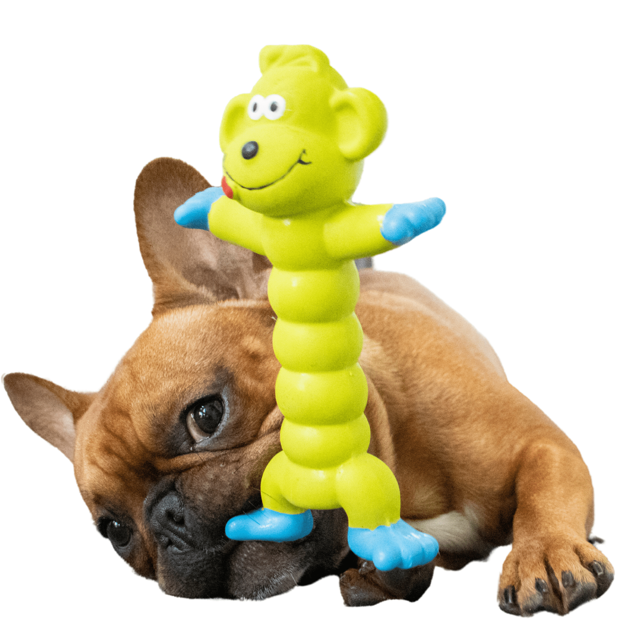 dog rubber squeaky toy - monkey