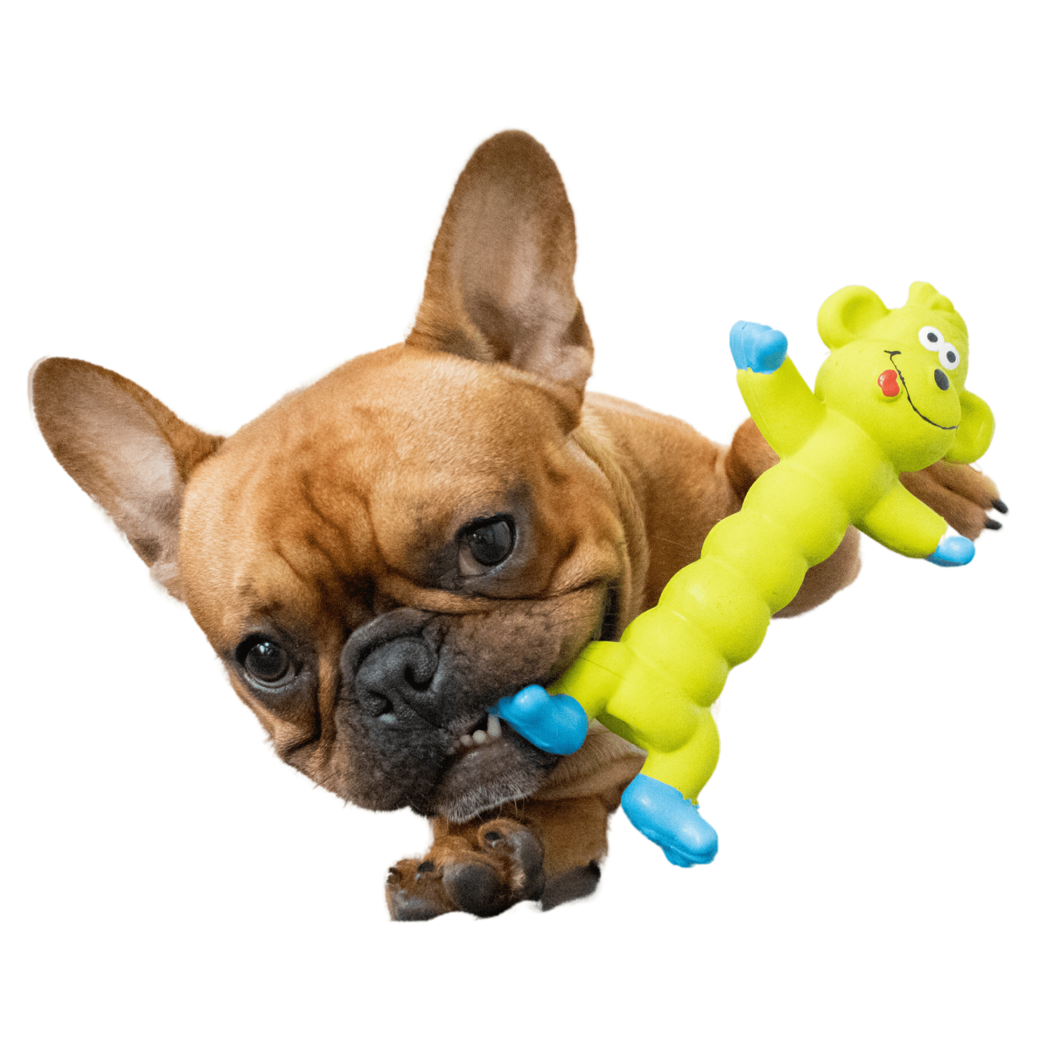 Best toys for french bulldogs uk best sale