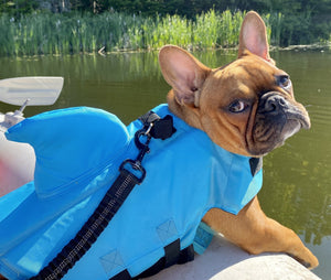 dog shark life jacket - french bulldog