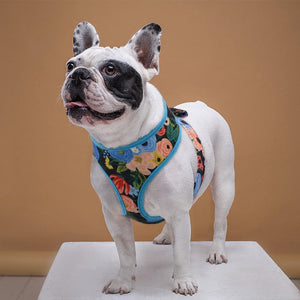 frenchie in floral dog harness