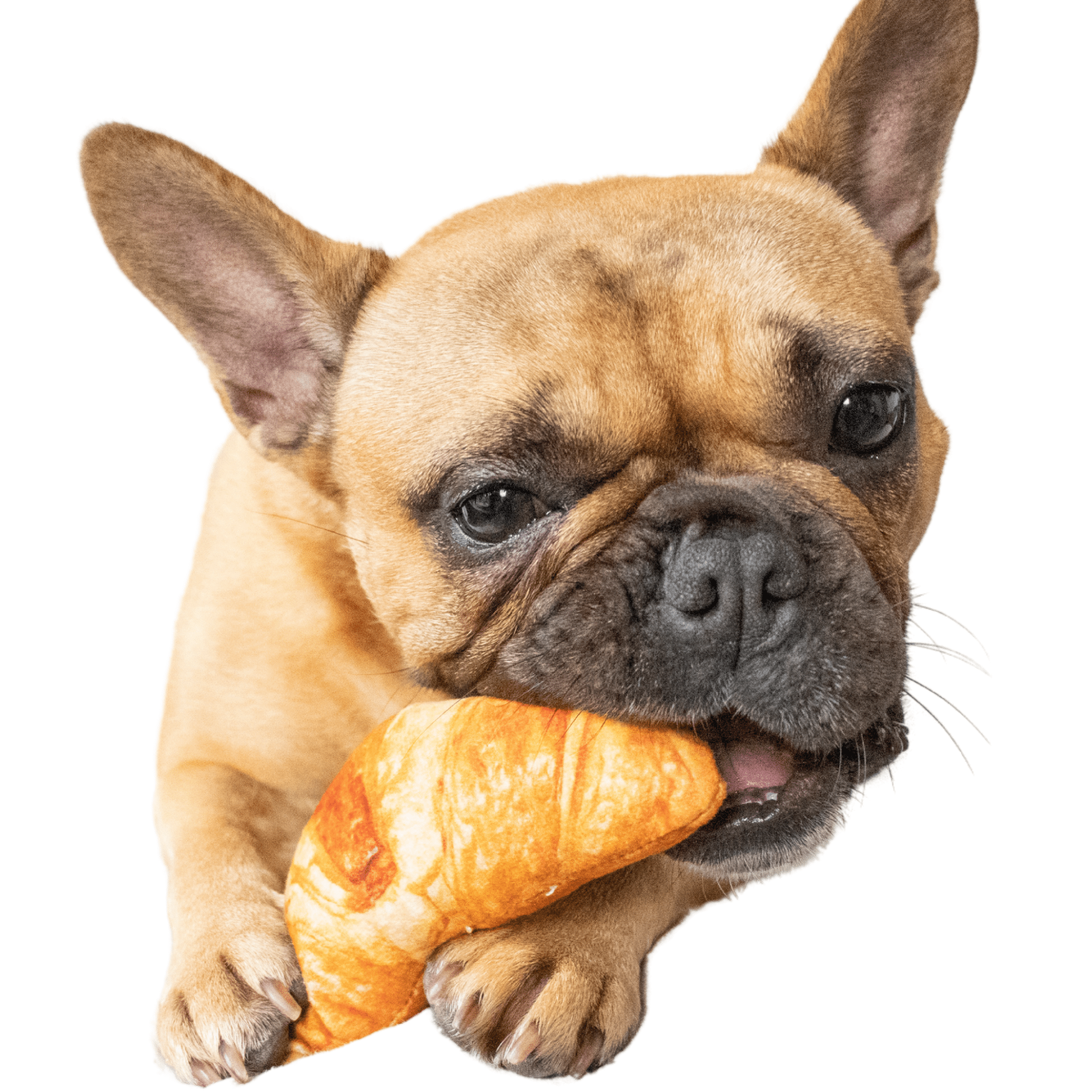 Plush Croissant Dog Toy