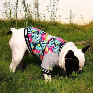 french bulldog jacket - no one cares