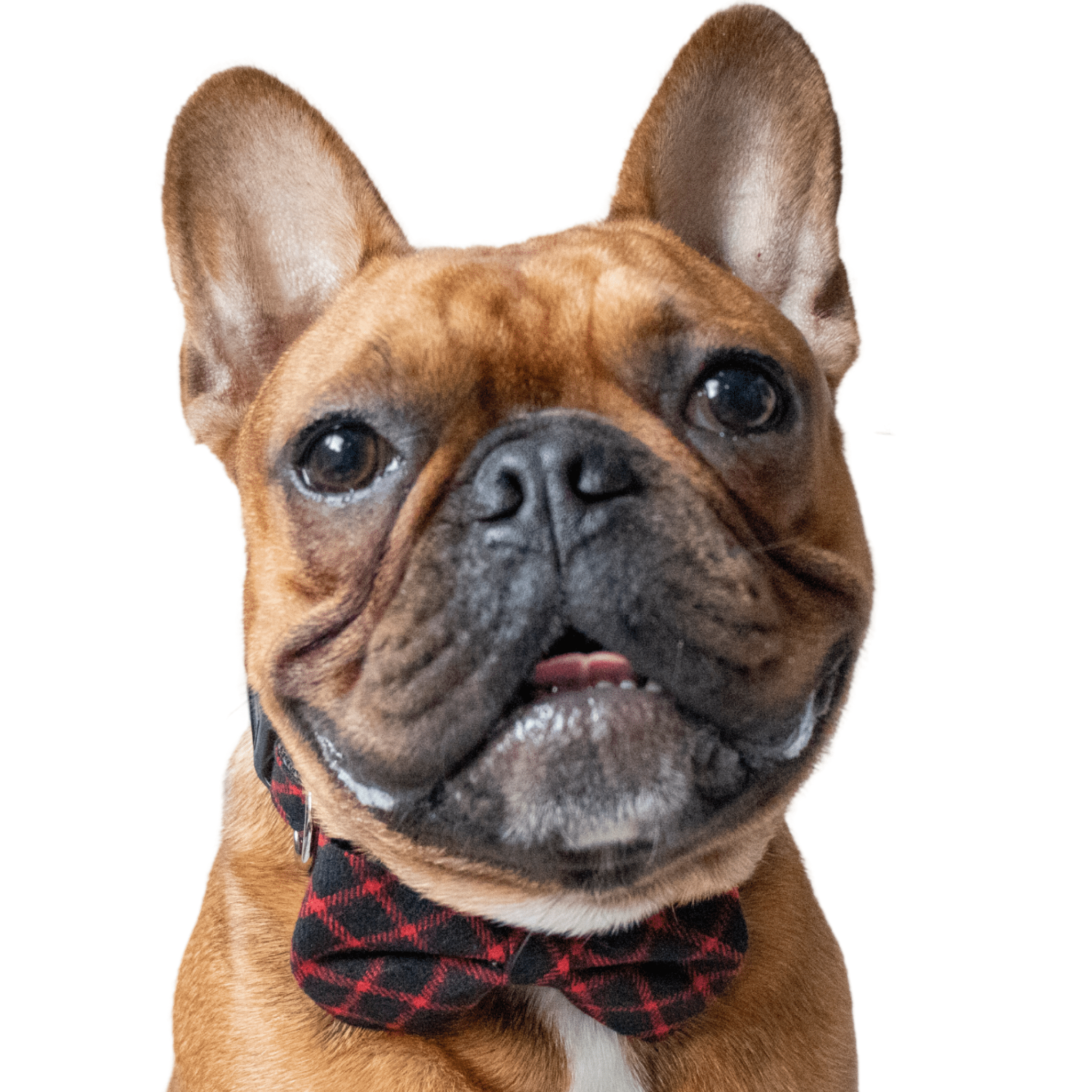 Plaid Dog Bow Tie Collar - Red Stripes