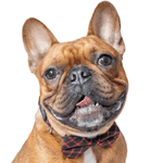 Load image into Gallery viewer, dog bow tie collar
