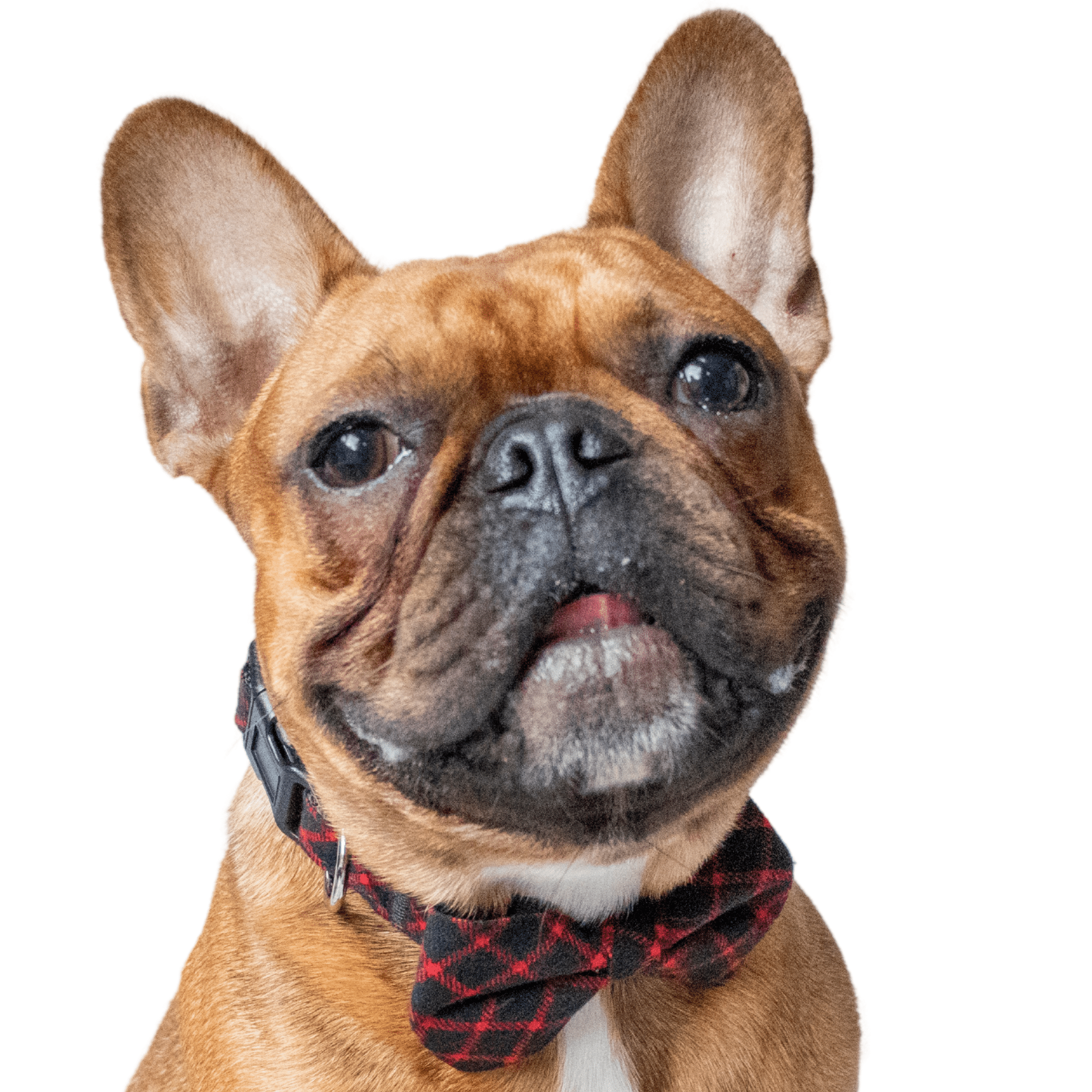 dog bow tie collar - french bulldog