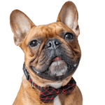 Load image into Gallery viewer, dog bow tie collar - french bulldog
