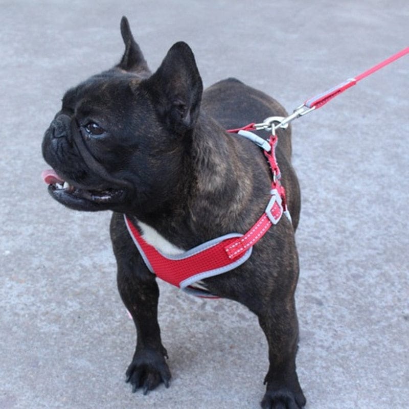 reflective mesh dog harness - french bulldog