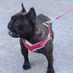 Load image into Gallery viewer, reflective mesh dog harness - french bulldog
