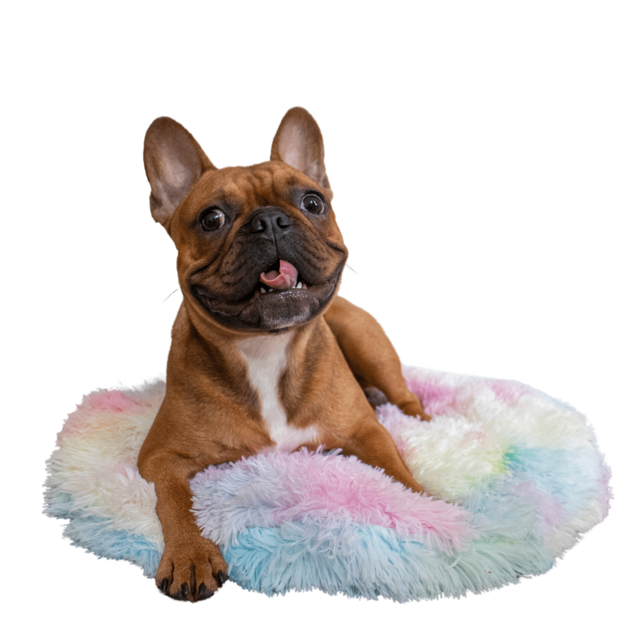 dog floor mat - rainbow french bulldog