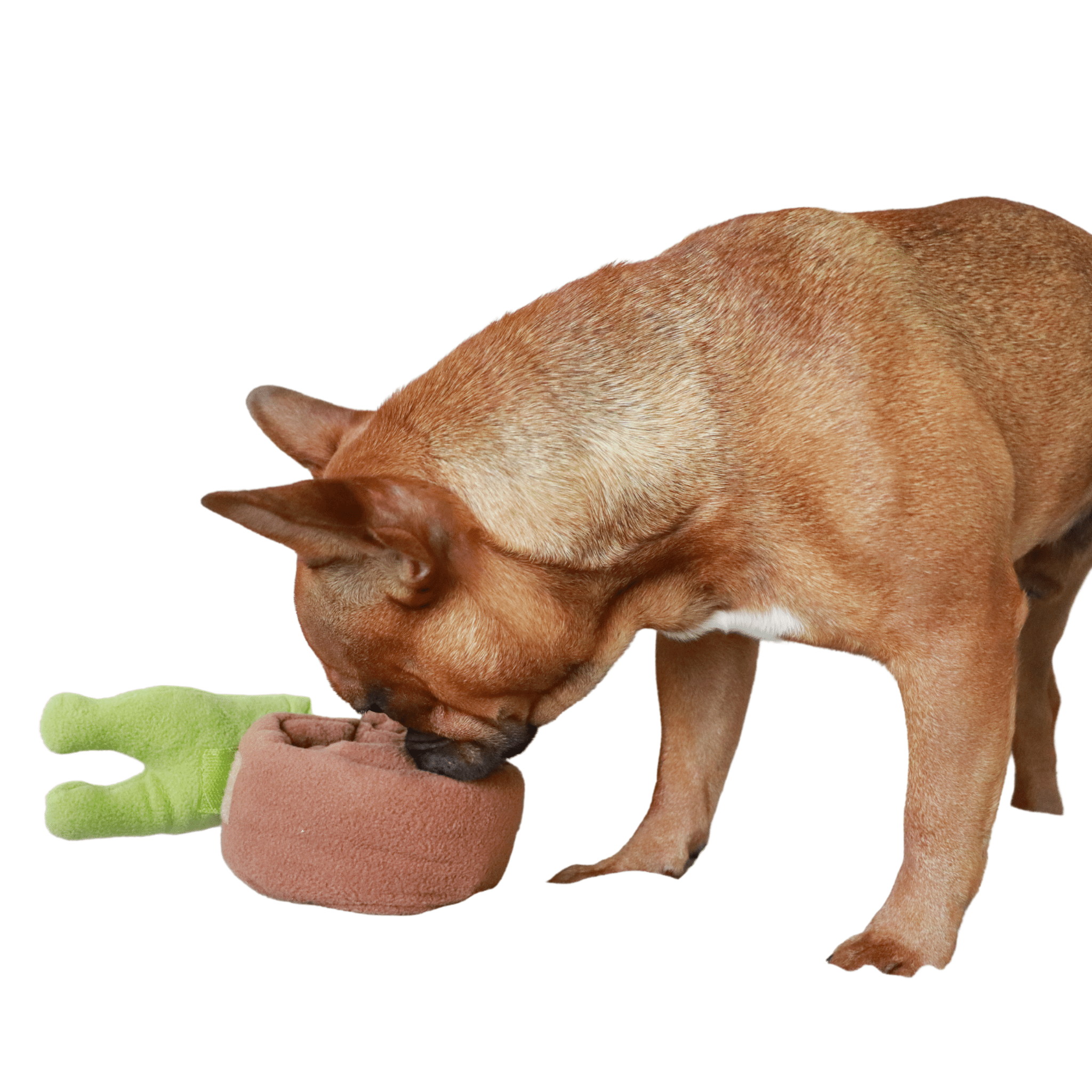 https://mybestfrenchie.com/cdn/shop/products/snail-dog-snuffle-toy-38255493906689.png?v=1657342619