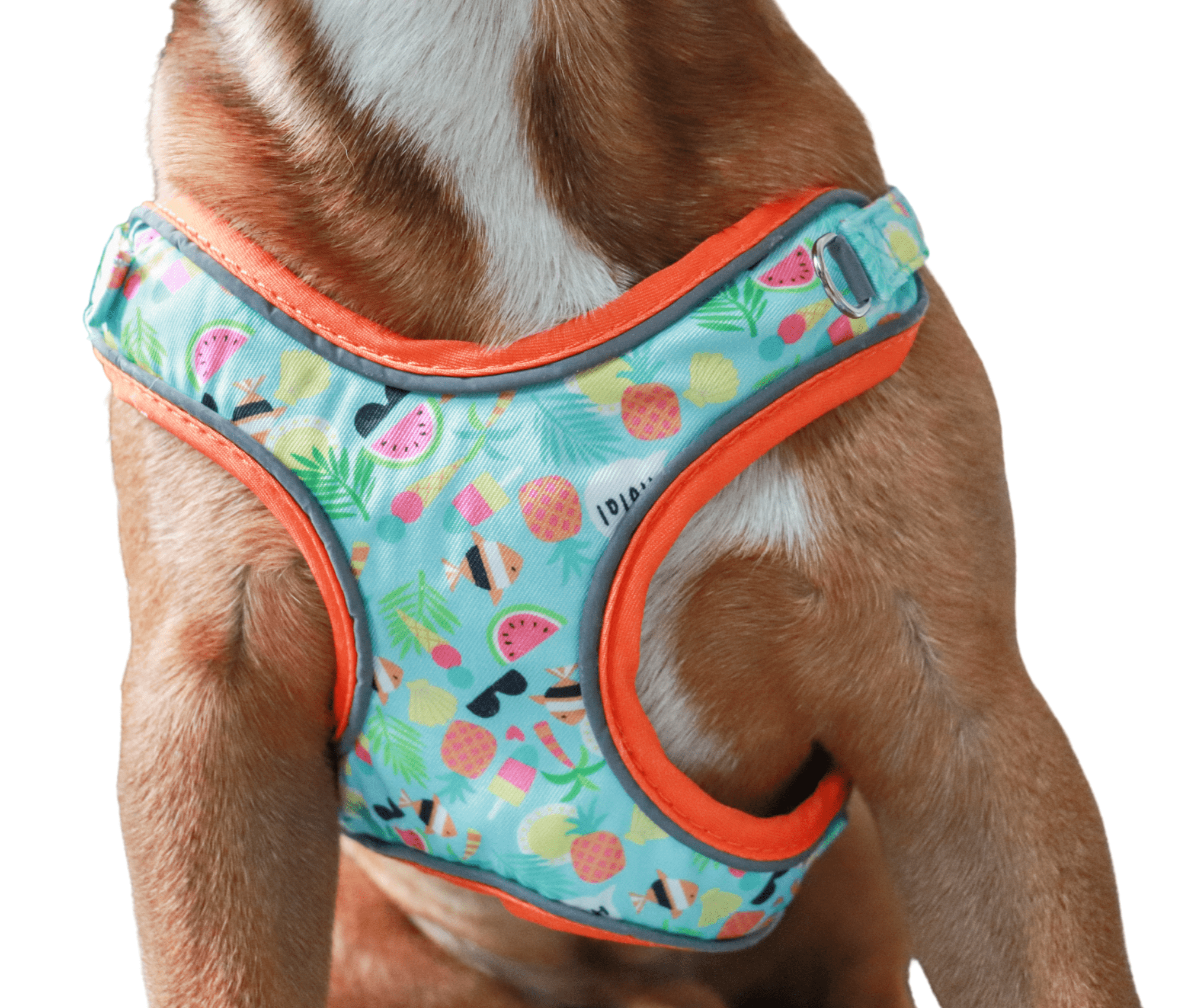 tropical dog harness - front