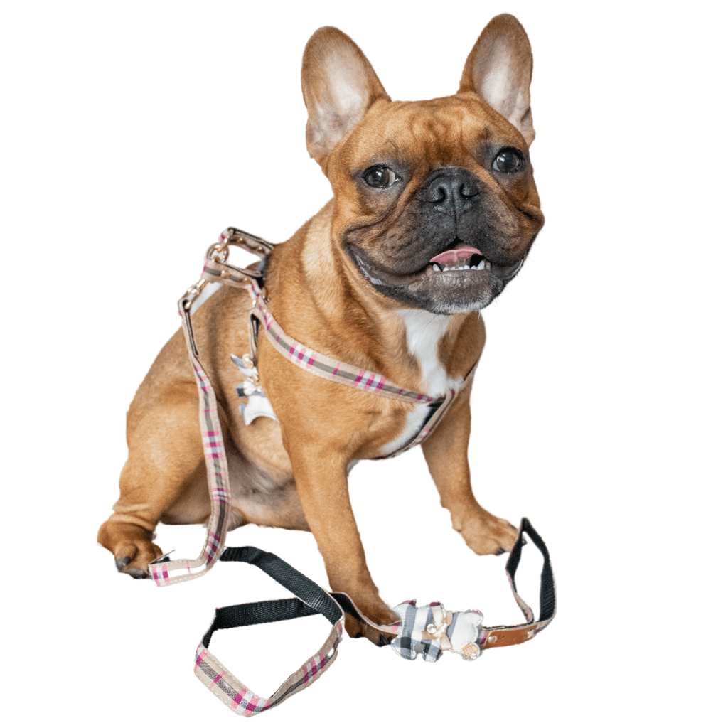 Pawsace Luxury French Bulldog No - Pull Dog Harness, Collar and Leash Set