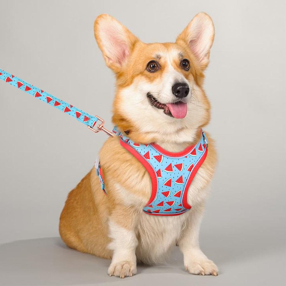 watermelon dog harness - corgi